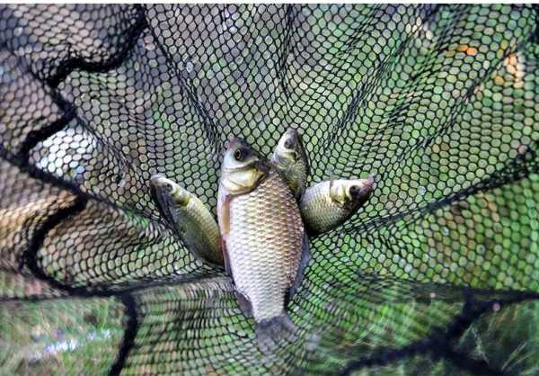 被钓过的鱼再放回鱼塘会死吗?为什么钓回来的鱼养不活