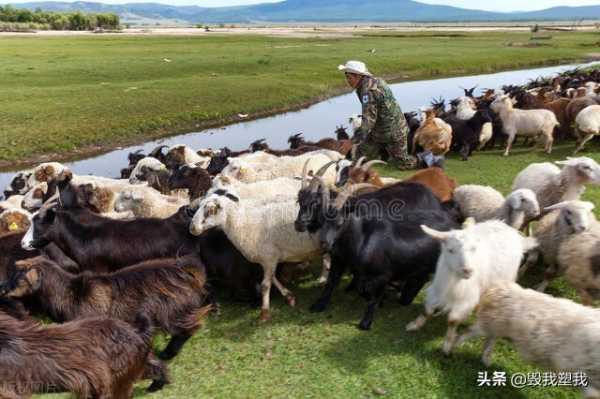 内蒙古的羊肉为什么好吃?为什么内蒙古人爱吃煮羊肉