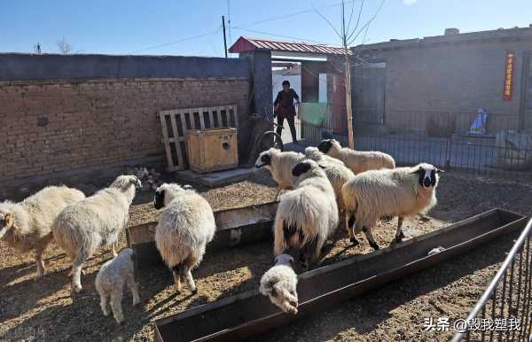 内蒙古的羊肉为什么好吃?为什么内蒙古人爱吃煮羊肉