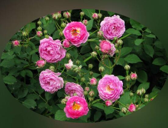 蔷薇花语寓意是什么意思?花是什么样子的