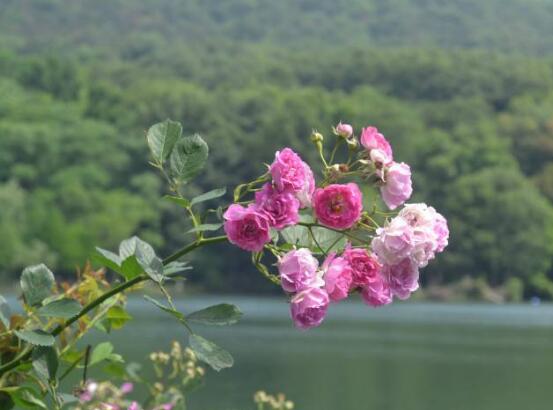 蔷薇花语寓意是什么意思?花是什么样子的