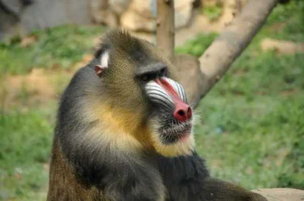 世界上最恐怖的猴子,恐怖食人猴是什么
