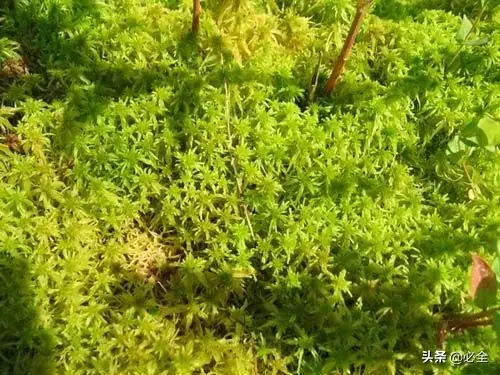 苔藓的种类有哪些?常见的10种苔藓植物