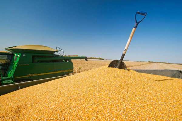 今年的玉米行情走势分析,玉米价格最新行情2023