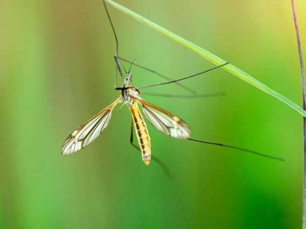 国家为什么不让蚊子灭绝?蚊子最怕的3个克星