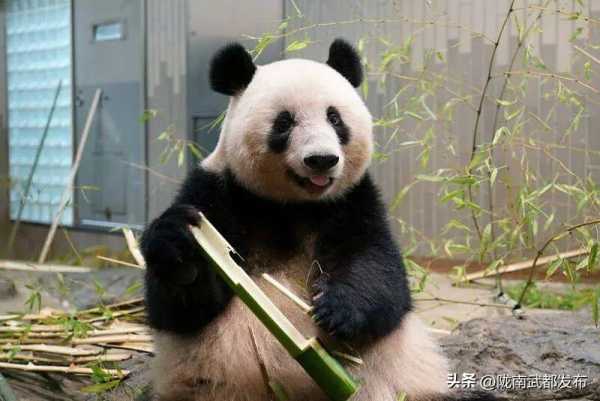 大熊猫成功和美兰有几个孩子?大熊猫美兰小时候照片