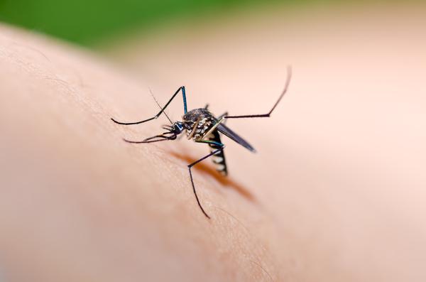 蚊子属于害虫还是益虫?四大害虫是哪四大害虫