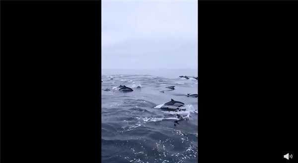中国哪里能看到海豚?出海看海豚最佳时间