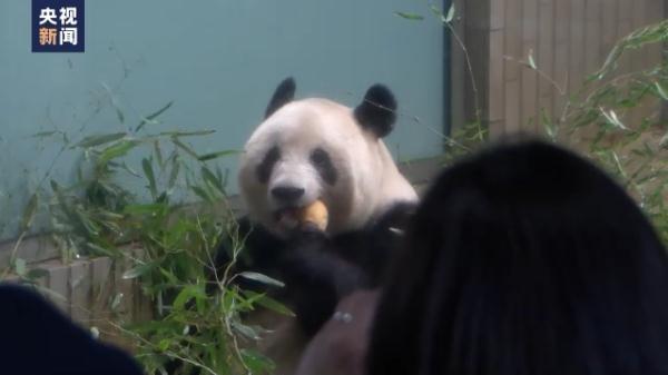 熊猫香香在日本有多红?旅日大熊猫香香明日回国
