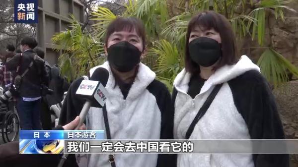 熊猫香香在日本有多红?旅日大熊猫香香明日回国
