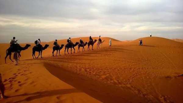 骆驼的驼峰有什么用处?单驼峰骆驼和双驼峰骆驼区别