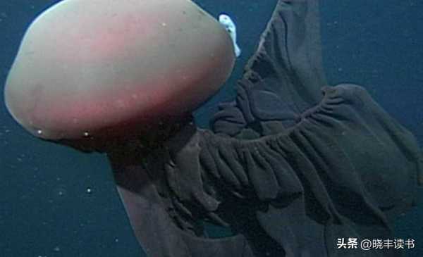深海有没有可能存在巨型生物?南极水下拍到的神秘生物