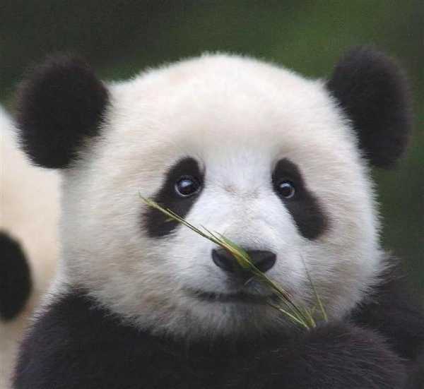海外大熊猫有多少只?网友突击式检查世界各地大熊猫