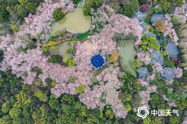 中国十大赏樱花景点!2023中国赏樱花最佳地点