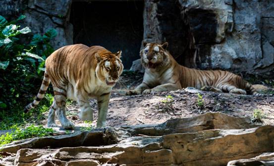 动物园的老虎为什么不咬饲养员?为什么那么乖