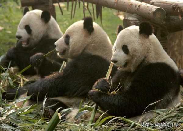 熊猫保育员报考条件,大熊猫饲养员招聘条件