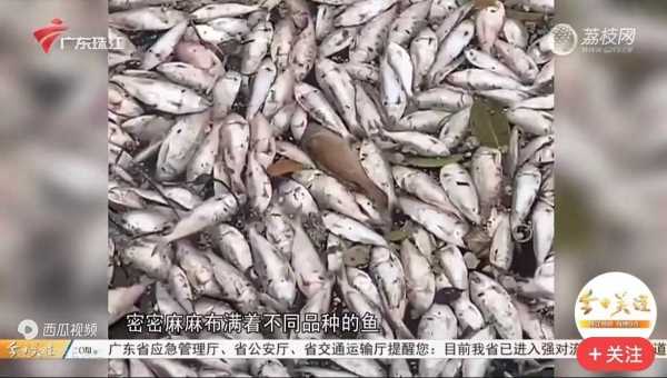 深海十大怪鱼!日本8336米深海发现怪鱼