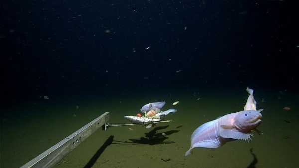 深海十大怪鱼!日本8336米深海发现怪鱼