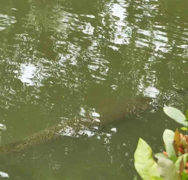 鳄雀鳝的天敌是谁?广州一高校中心湖发现鳄雀鳝