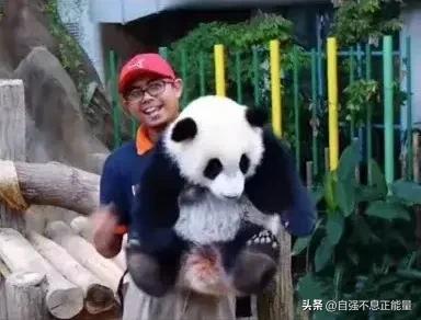 熊猫饲养员工资高吗?熊猫暖暖被饲养员欺负