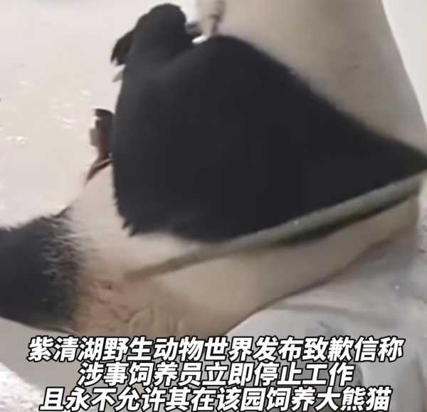 大熊猫认识饲养员吗?大熊猫饲养员被永久禁养疑遭网暴