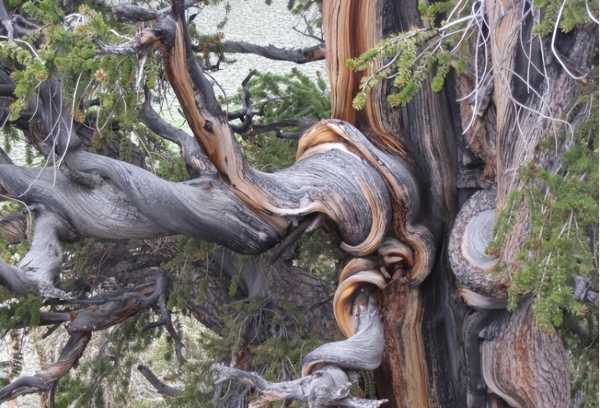 美国狐尾松世界上最老的树
