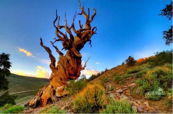 美国狐尾松世界上最老的树
