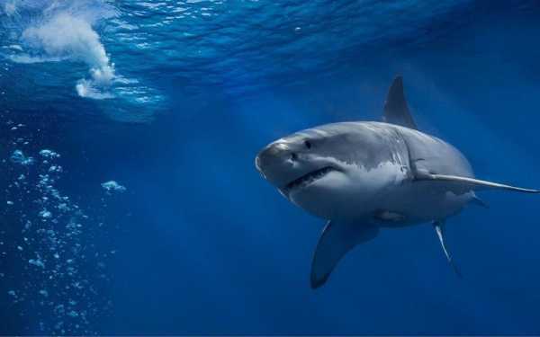 鲨鱼产卵视频!网友惊喜偶遇鲨鱼产子过程