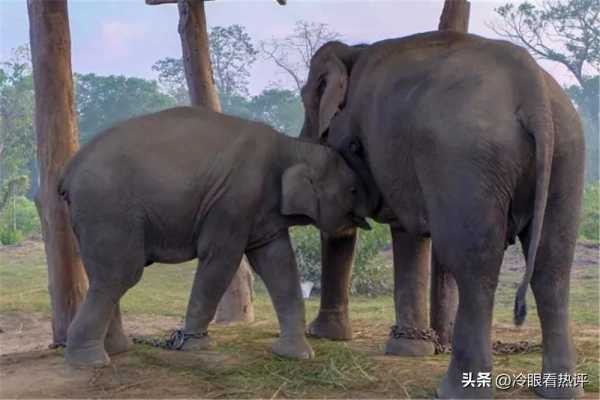 云南大象事件始末,网传云南一公园多人用针扎小象