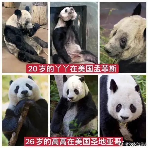 美国养死了几只熊猫了?大熊猫死了美国赔偿多少