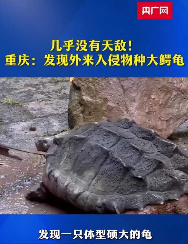 中国巨龟事件,2023重庆发现巨型怪龟