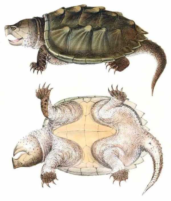 中国巨龟事件,2023重庆发现巨型怪龟