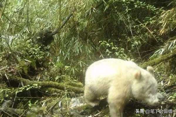 白色大熊猫被发现,白色大熊猫影像首公开