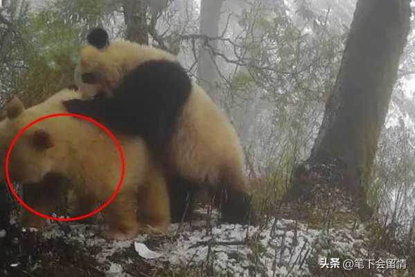 白色大熊猫被发现,白色大熊猫影像首公开