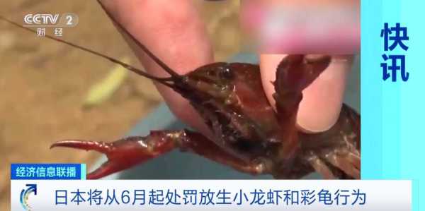 小龙虾能随便放生吗?日本6月起禁止出售或放生小龙虾