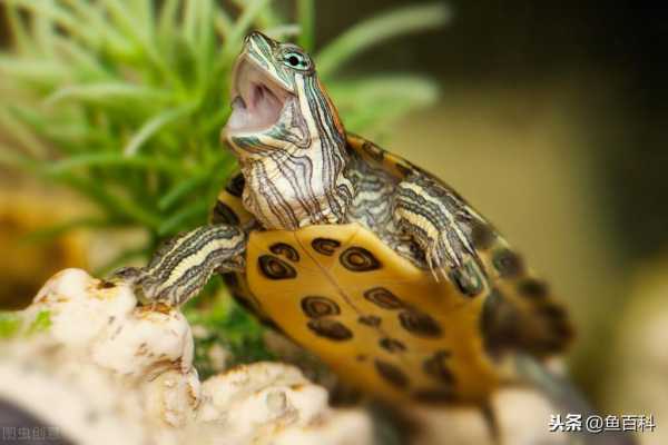 巴西龟怎么分公母?巴西龟怎么看年龄