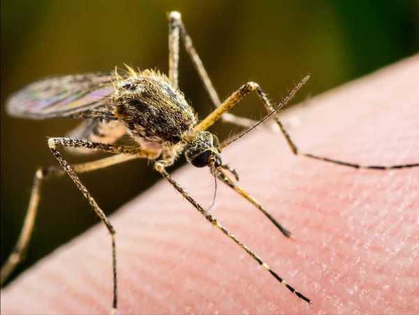 蚊子最怕什么味道?如何驱蚊子最有效的方法