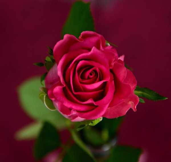 送红玫瑰花代表什么意思?送女友玫瑰花送几朵为好