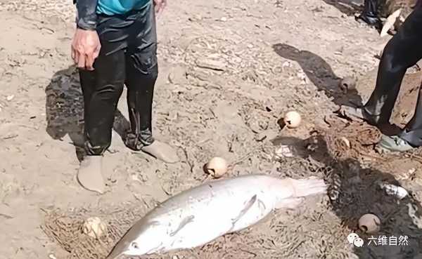 50斤重鳄雀鳝藏匿水库一年偷鱼吃