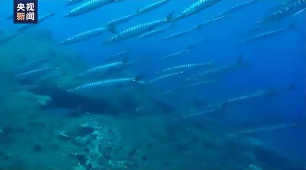 泰国和美国两地大量鱼类死亡!海洋异常升温