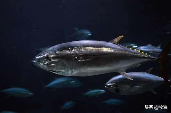最不值钱的金枪鱼是哪一种?最贵蓝鳍金枪鱼4000万
