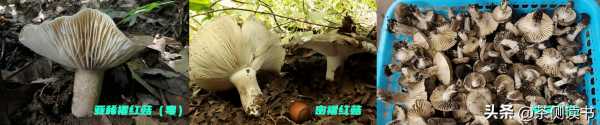 贵州6人吃野生菌4人被送云南抢救