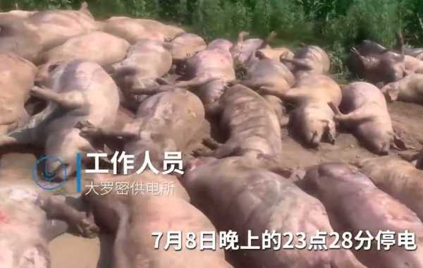 猪场因断电死亡462头猪损失近百万