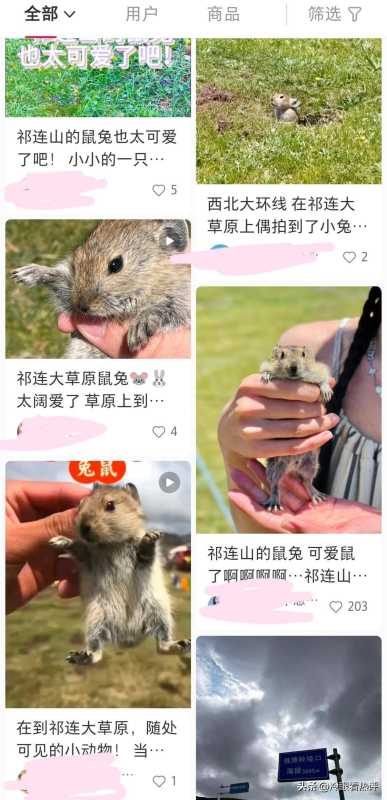 高原鼠兔是国家保护动物吗?祁连山游客手抓鼠兔拍照