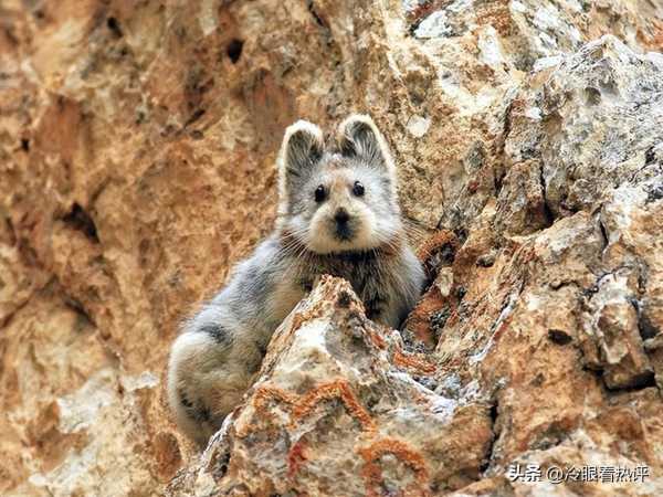 高原鼠兔是国家保护动物吗?祁连山游客手抓鼠兔拍照