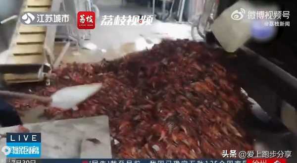成吨死龙虾疑似被做成虾尾出售