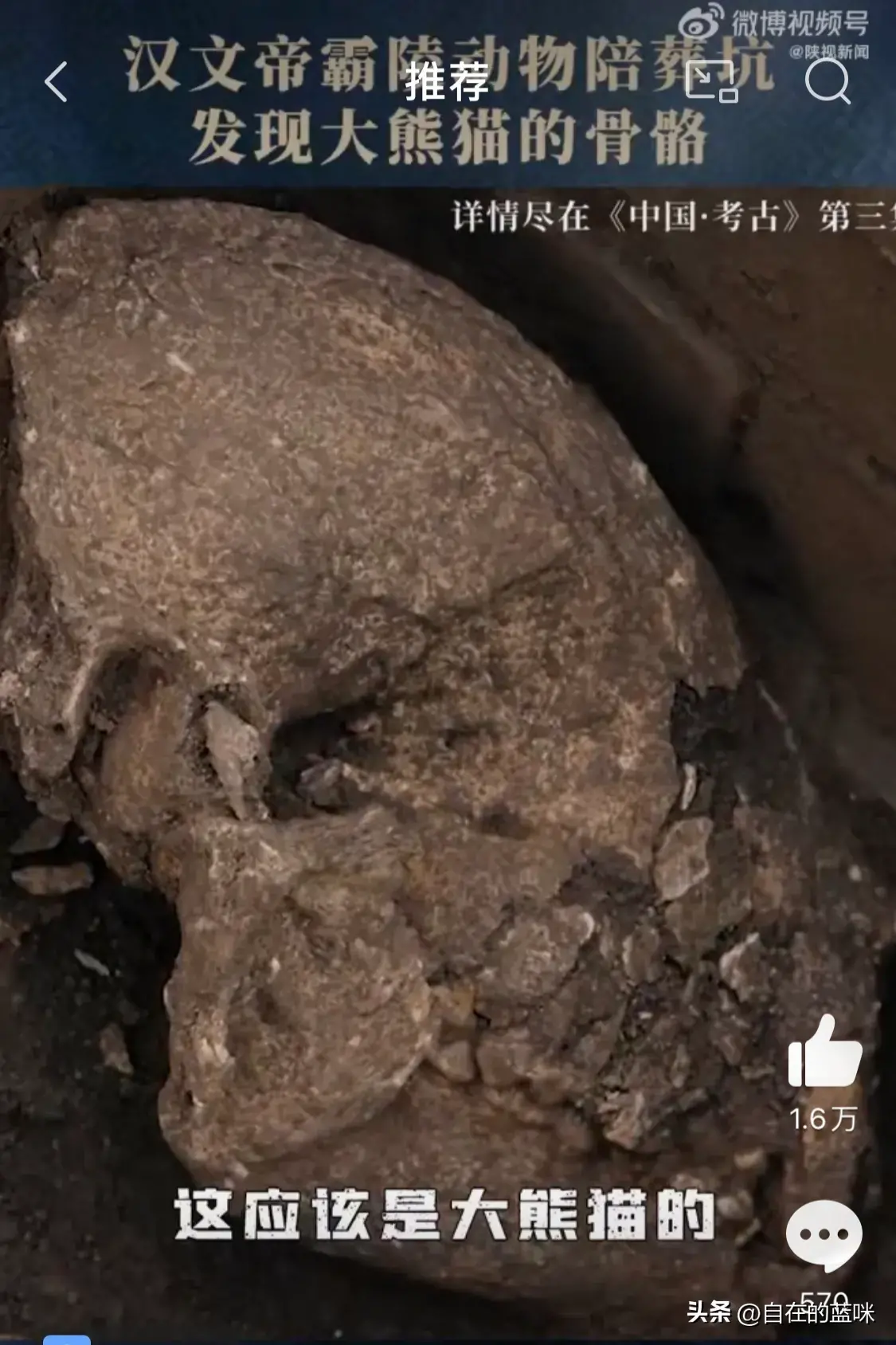 汉文帝霸陵殉葬坑发现大熊猫骨骼