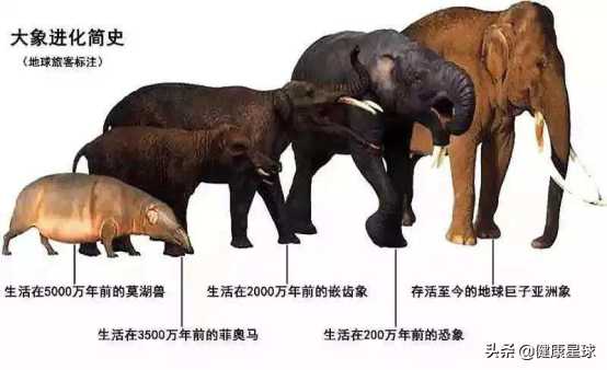 大象怀孕多久生产?大象孕期为什么是2年