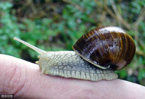 吸血蜗牛长什么样?怎么判断蜗牛怀孕了