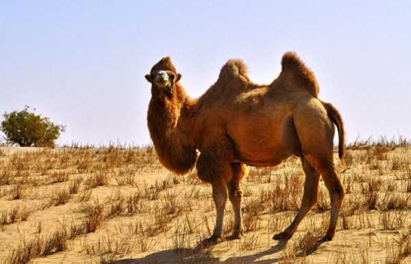 骆驼有几个胃（骆驼有几个驼峰?）